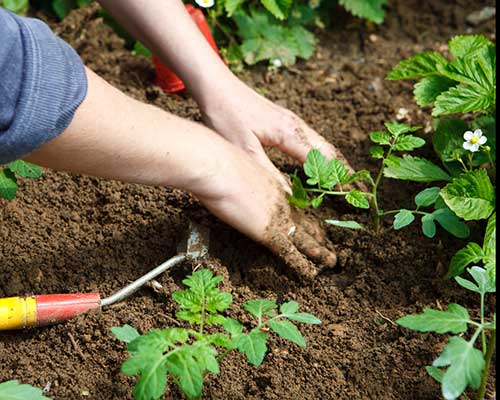 agriplantech: passione per il verde e la natura